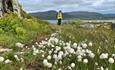 A path past a rock with flowering cottongrass in the front