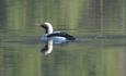 A Black-throated Diver on Laker Fløafjorden. The water shows some ripples, but still reflects tree trunks and green from the surroundings.