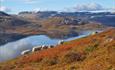 Tyinlam er naturbasert lammekjøtt, og det er høyfjellene i Valdres som gir oss så gode råvarer med smak, kjøttfylde og næringsinnhold av ypperste kvalitet!