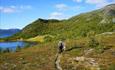 A person walks with his dog along a path through heather vegetation towards a hill. Two blue lakes are seen to the left. Blue skies.