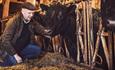 Man petting a cow inside the barn