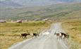 Reindeer cross a gravel road in open mountainous country. Some farm houses can be seen in the background.