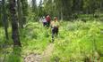 Hikers on a forest trail.