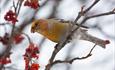 A Pine Grosbeak in a rowan berry tree in winter