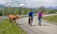 Two cyclists on a gravel road with a cow on the road side. Mountains in the background.