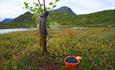 Autumn in the mountains. A cup full of blueberries and a freshly caught trout hanging on a birch branch. A lake and a mountain in the background.