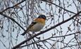 The Brambling (Fringilla montifringilla) is a typical species of the montane birch forest of the Langsua area.