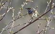 Das Blaukehlchen (Luscinia svecica) brütet in Zwergbirken- und Zwergweidendickicht im Fjell. In Skandinavien ist es die rotsternige Unterart svecica.