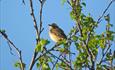 Whinchat (Saxicola rubetra) breed in the lowlands up to low alpine areas in Valdres. It prefers open country with shrubs such as rough pastureland and