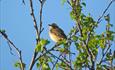 Das Braunkehlchen (Saxicola rubetra) brütet in Valdres bis hinauf an die Baumgrenze. Es bevorzugt offenes Land mit Buschvegetation wie beweidete Almen, aber auch Seeufer mit Bewuchs.