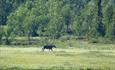 The European Moose (Alces alces) also can be encountered in the Langsua area.