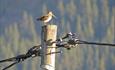 Common Snipe (Gallinago gallinago) sometimes expose themselves on poles in spring and are regularly observed at Langtjedn and on the Stølsvidda platea