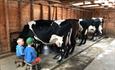 Two children in a barn sitting on stools next to cattle that is beeing milked.