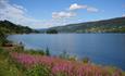 Pink flowers along the shore of Lake Strandefjorden. Blue is the lake, and blue is the sky.