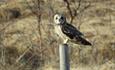 Short-eared owl on a fence pole in evening light