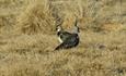 Two Northern lapwings facing in the opposite direction