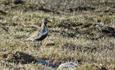 Heiloen (Pluvialis apricaria) er en hekkefugl av alpin tundra. I Valdres kan den for eksempel observeres på Valdresflye og Slettefjellet.