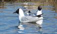 Black-headed Gull (Chroicocephalus ridibundus), once abundant, is now listed as vulnerable. At Langtjedn they find favouable breeding conditions.