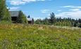 Wildflower meadow along the Kings's Road over Tonsåsen