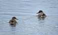 Eurasian Teal (Anas crecca), female on the left and male on the right. It is our smallest duck and breed in lakes and ponds in forests but also small