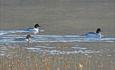 Especially under the spring migration, goosanders are quite common on Fløafjorden (two males and one female in the front left).