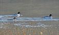 Especially under the spring migration, goosanders are quite common on Fløafjorden (two males and one female in the front left).