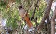 The Siberian Jay (Perisoreus infaustus) ia a typical bird of montane spruce forests and quite common in Valdres.