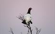 This Willow Ptarmigan (Lagopus lagopus) was photographed close to Valtjernstølen on the Stølsvidda plateau.