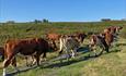 Cattle grazing on a mountain pasture