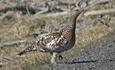 A female Western capercaillie walks along the road side in the sunshine. The feathered legs and feet are clearly visible.