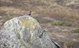 Die Ringdrossel (Turdus torquatus) brütet im Gebirge.