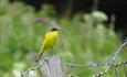 The Western Yellow Wagtail (Motacilla flava) is represented in the area by the northern subspesies thunbergii (Norwegian: såerle).