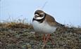 Sandlo (Charadrius hiaticula) can be found around Urektjernet.