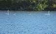 Eine Singschwanfamilie (Cygnus cygnus) auf dem See Oppsjøen.