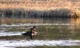 The Velvet Scoter (Melanitta fusca) tends to breen in small numbers in Valdres. Two places it can be found are the small lakes south of Gauklie on the