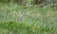 Whimbrels (Numenius phaeopus) breed in the Oppsjømyra Natural Reserve.