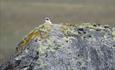 The Northern Wheatear (Oenanthe oenanthe) is common on the Valdresflye high mountain plateau.