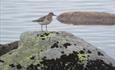 Temminck's Stint (Calidris temminckii) is a breeding bird of the high mountain plateau Valdresflye.