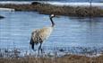 A Common crane walks along the shoreline of a lake in the bog.