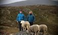 Tyinlams eiere og sauer på fjellet