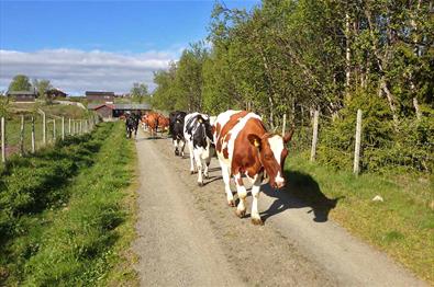 Strandmo Stølsysteri, Breiset