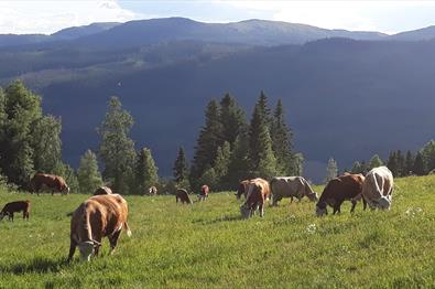 Fagkveld for ammekuprodusenter