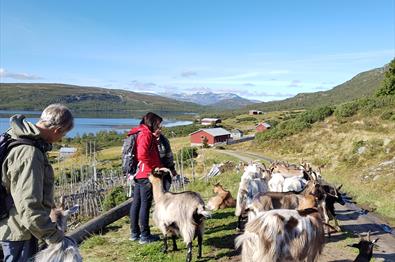 Møte med geitene på Olestølen