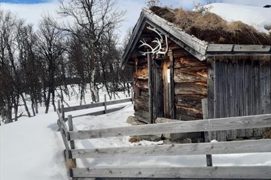 Fjelldokkbue vinterstid