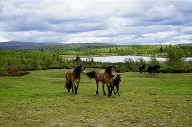 Hestene koser seg på beite på Tronhus.
