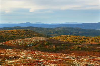 Bølgede fjellandskap over tregrensa i høstfarger.