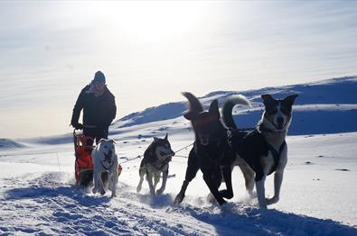 Husky Star: Hundekjøringstilbud julen og nyttår 2024/25