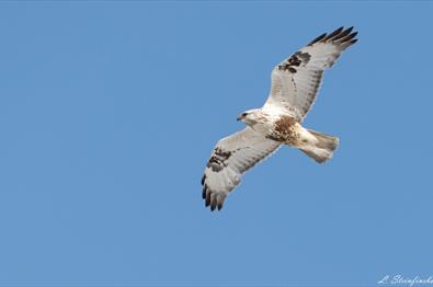 A raptor in front of the blue sky