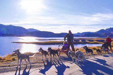 Dog sledding on wheels at the feet of the Jotunheimen National Park