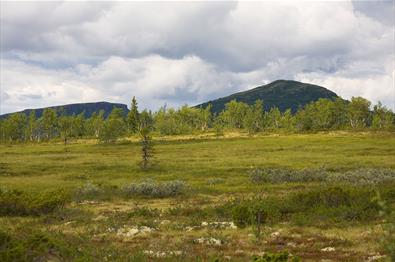 Aussicht von der Straße 204 (Værskeivegen/Lenningsvegen) zum Ormtjernkampen (rechts) und Dokkakampen (links).